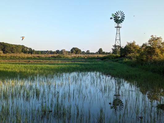 W 4012 wind-powered water pump beside the wetland at the Hohenau-Ringelsdorf biological station